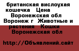 британская вислоухая кошечка › Цена ­ 4 000 - Воронежская обл., Воронеж г. Животные и растения » Кошки   . Воронежская обл.